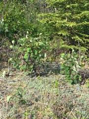 Botrychium lanceolatum