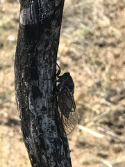 Clidophleps wrighti