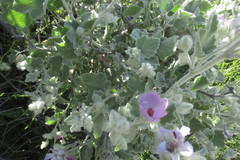 Malacothamnus fremontii