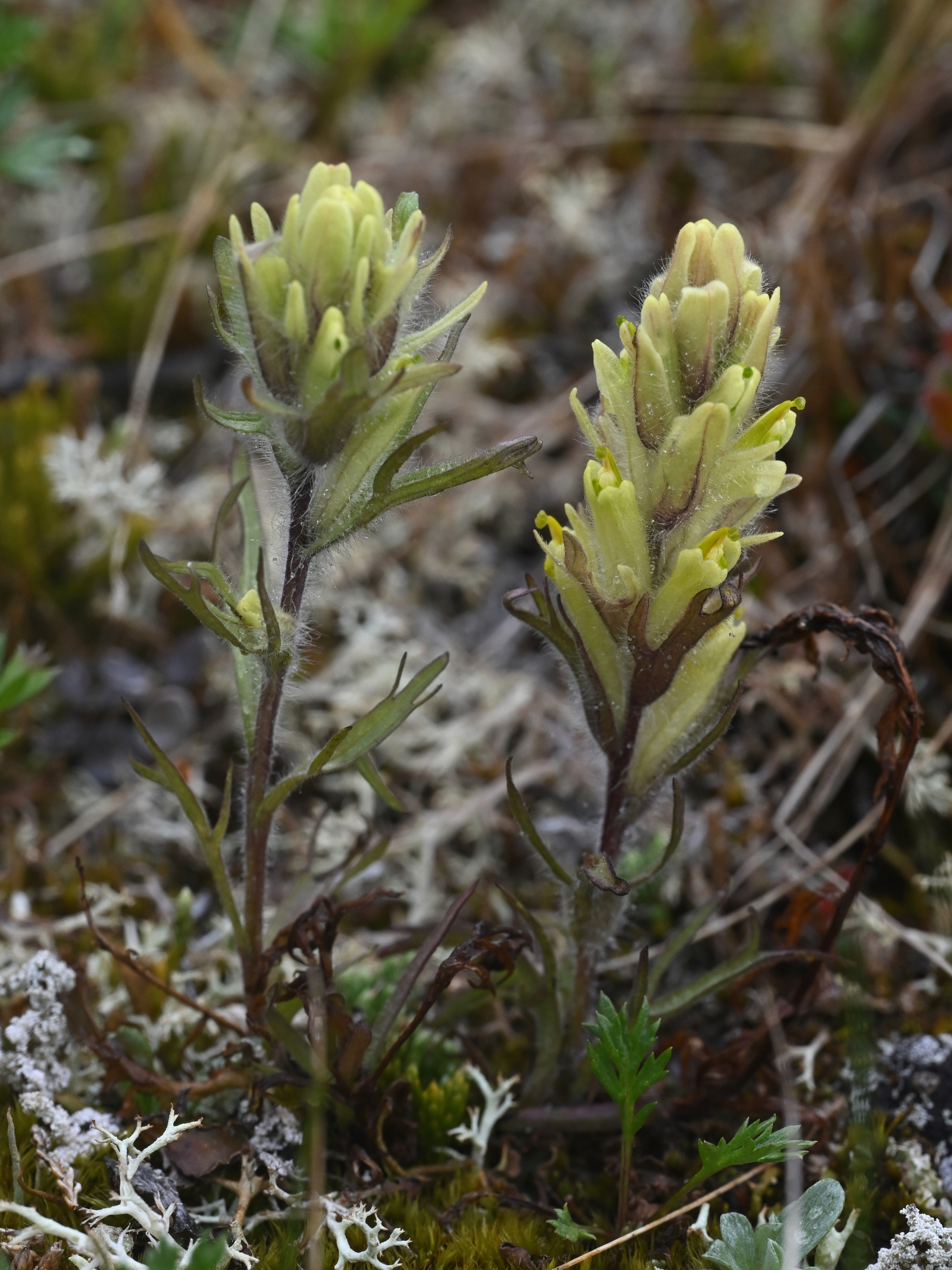 Castilleja hyperborea