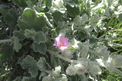 Malacothamnus fremontii