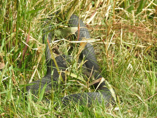 Highlands Copperhead sighting