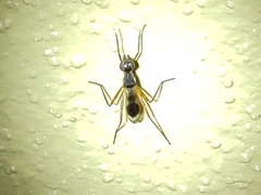 Taeniaptera trivittata