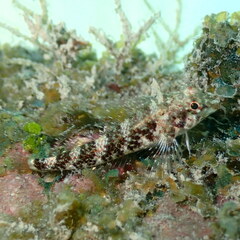 Black Triplefin photo 5
