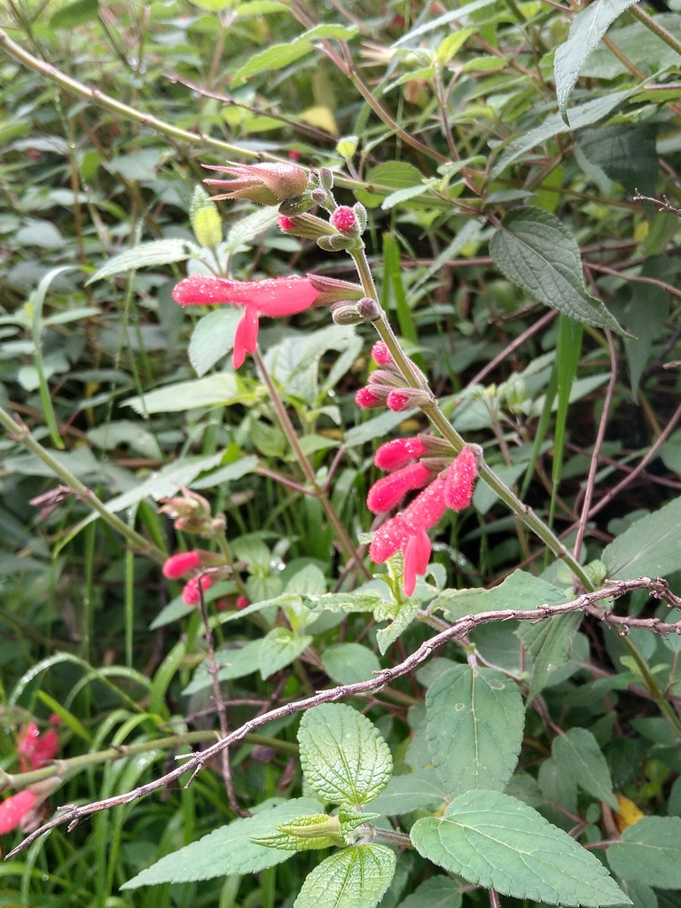 Cardinal Sage from Texcoco, Méx., México on September 8, 2024 at 09:52 ...