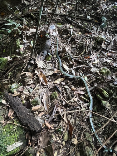 Common Tree Snake sighting