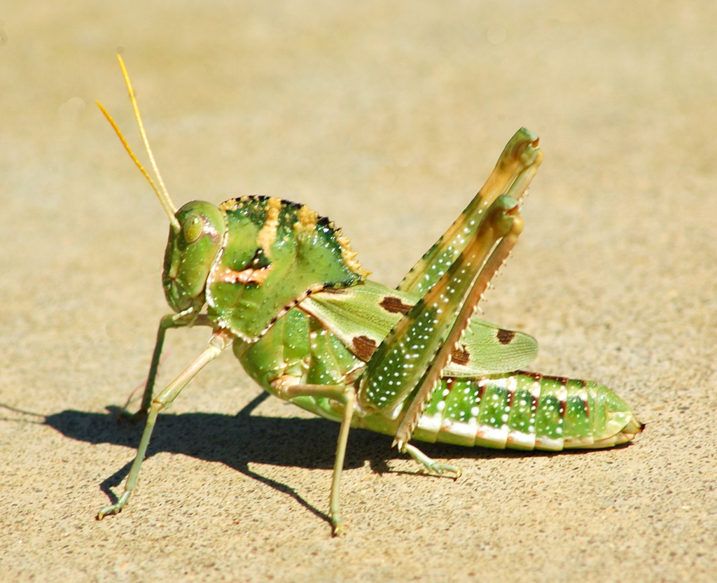 Tropidolophus