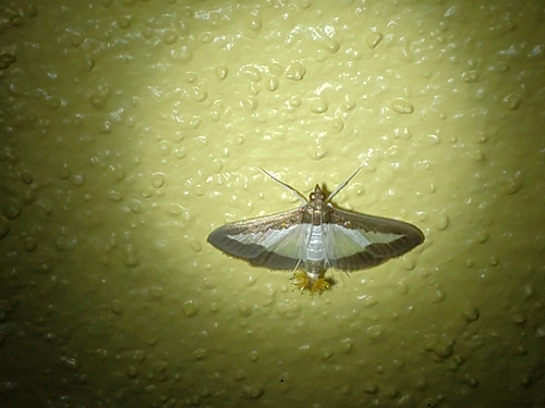 Cucumber Moth photo 5