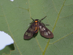 Eressa confinis