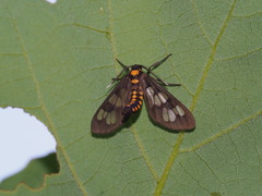 Eressa confinis