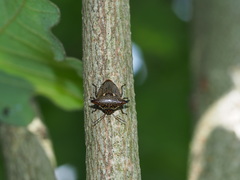 Alcimocoris japonensis