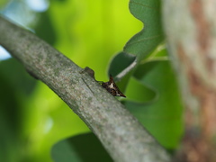 Alcimocoris japonensis