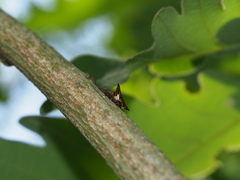 Alcimocoris japonensis