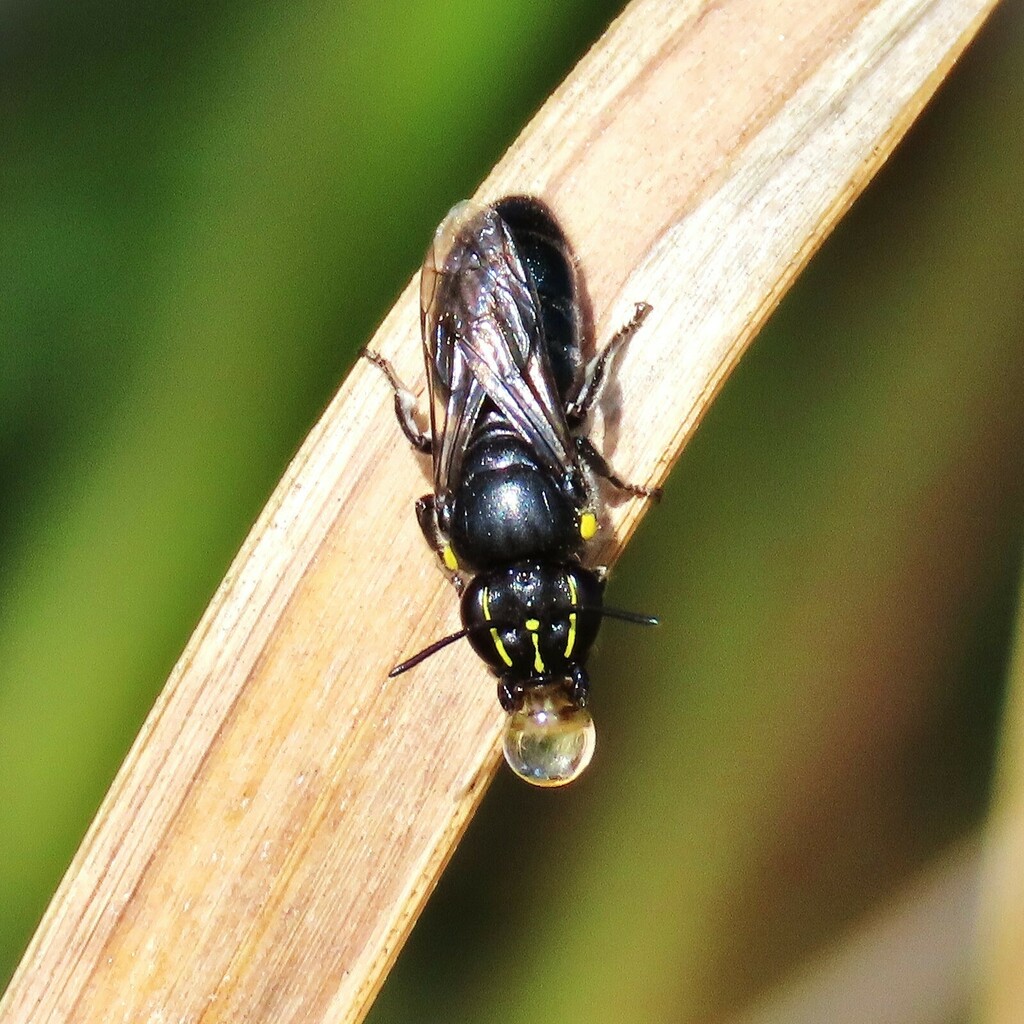 Banksia Masked Bee from Bermagui NSW 2546, Australia on September 8 ...