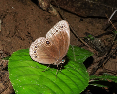 Ethope himachala