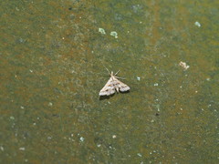 Diasemia