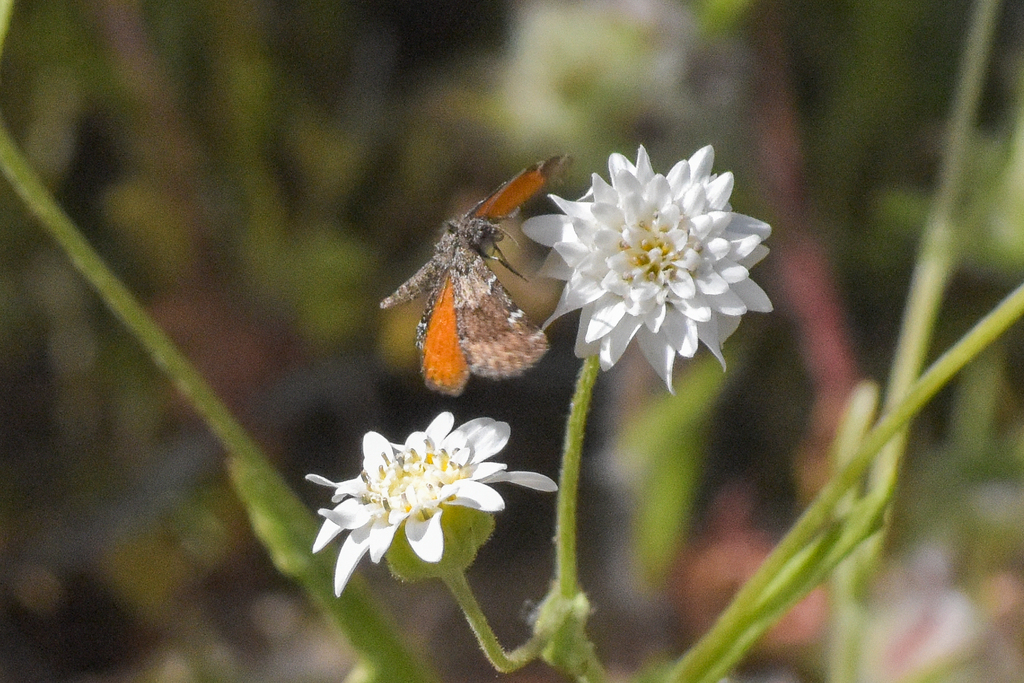 Lachnocephala vellosata