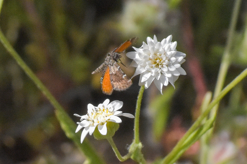 Lachnocephala vellosata