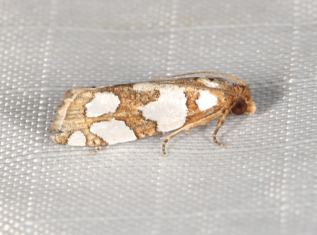 Five-spotted Eucosma Moth
