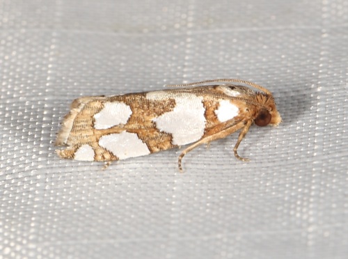 Five-spotted Eucosma Moth