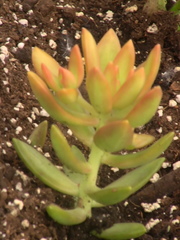 Sedum adolphi