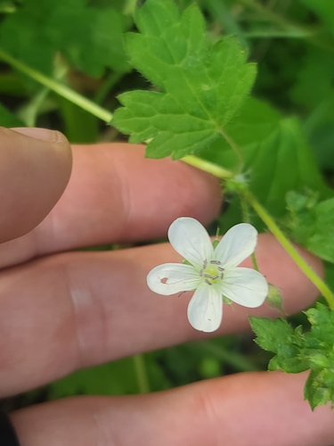 Image of Geranium wislizeni by no rights reserved
