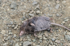 Sorex ornatus