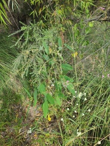 Image of Desmodium procumbens by no rights reserved