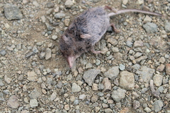 Sorex ornatus