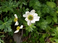 Anemonastrum