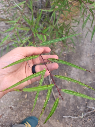 Image of Salix bonplandiana by no rights reserved