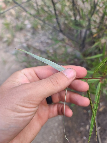 Image of Salix bonplandiana by no rights reserved