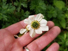 Anemonastrum
