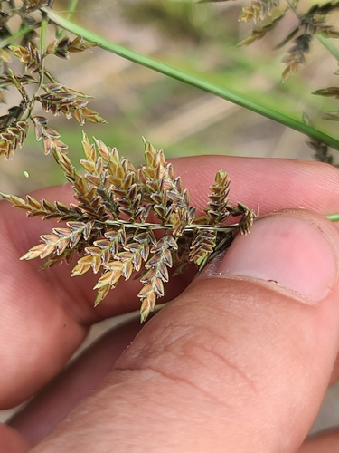 Whiteedge Flatsedge (Cyperus flavicomus)