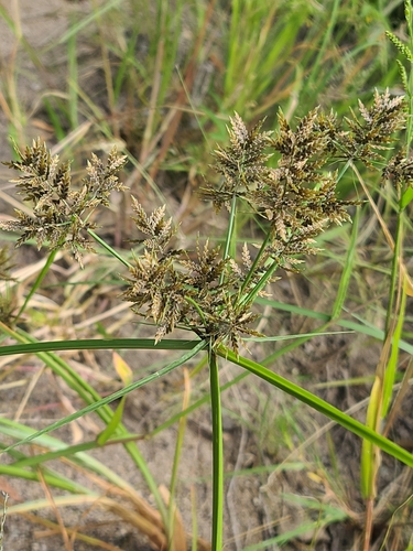 Image of Cyperus flavicomus by no rights reserved