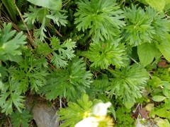Anemonastrum