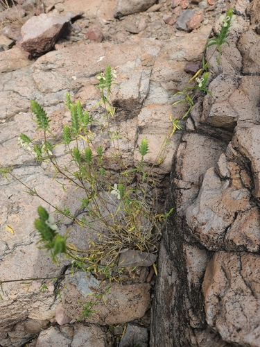 Image of Tetramerium nervosum by no rights reserved