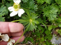 Anemonastrum