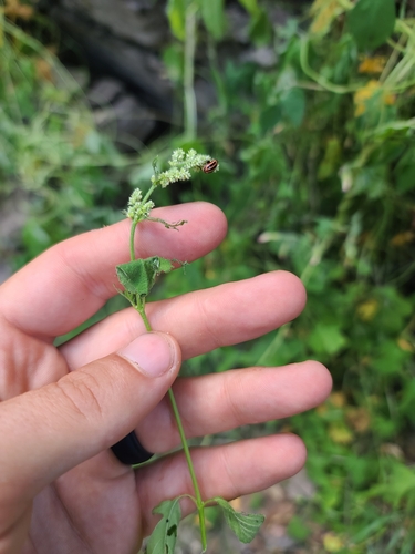 Image of Standley's Bloodleaf (Iresine heterophylla) by no rights reserved