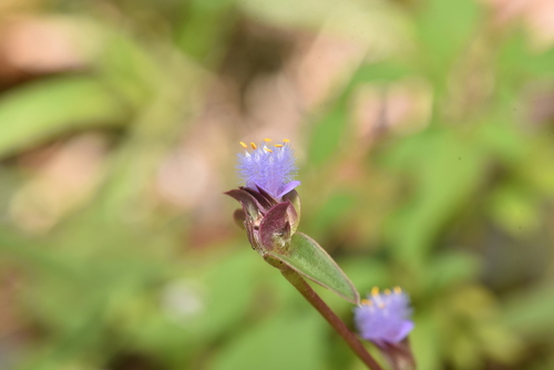 Cyanotis arachnoidea (Cyanotis arachnoidea)