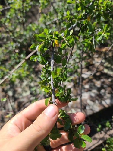 Image of Wright's Mock Buckthorn (Sageretia wrightii) by no rights reserved
