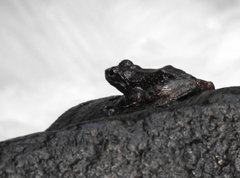 Amolops hongkongensis