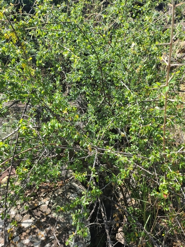 Image of Wright's Mock Buckthorn (Sageretia wrightii) by no rights reserved