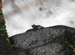 Amolops hongkongensis