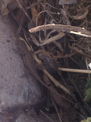 Sceloporus occidentalis