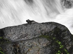 Amolops hongkongensis