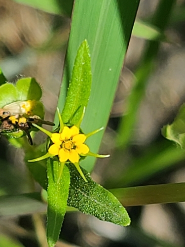 Image of Melampodium longicorne by no rights reserved