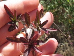 Rhinotropis cornuta fishiae