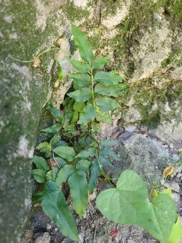 Image of Phanerophlebia auriculata by no rights reserved
