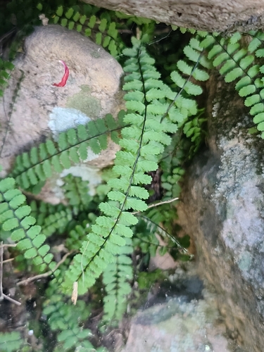 Image of Asplenium palmeri by no rights reserved